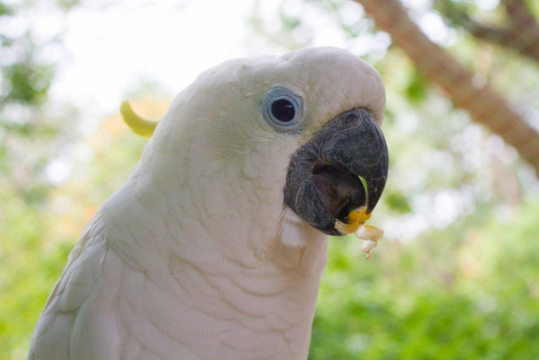 前華姐泰國性感當馴獸師 零距離親親野生動物/與老虎漫步森林