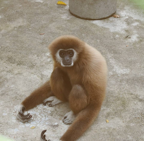 前華姐泰國性感當馴獸師 零距離親親野生動物/與老虎漫步森林