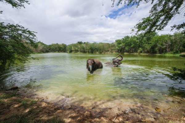 前華姐泰國性感當馴獸師 零距離親親野生動物/與老虎漫步森林