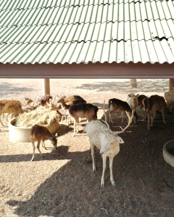 前華姐泰國性感當馴獸師 零距離親親野生動物/與老虎漫步森林