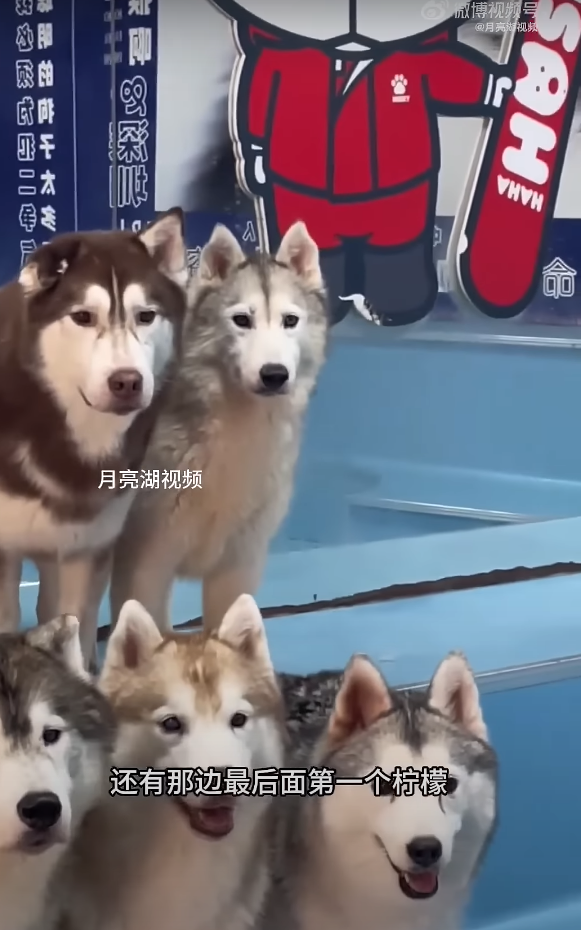 深圳狗Cafe100隻哈士奇「逃獄」 商場內狂奔兼「打劫」客人食物 