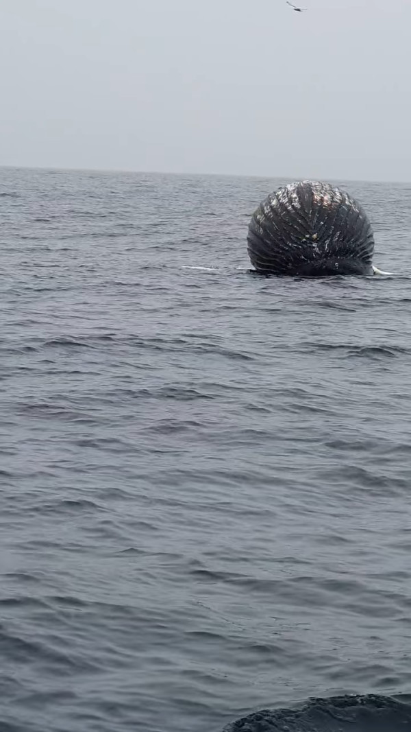 美國海岸驚現詭異巨大圓形怪物！專家揭真身為極罕見生物！ 