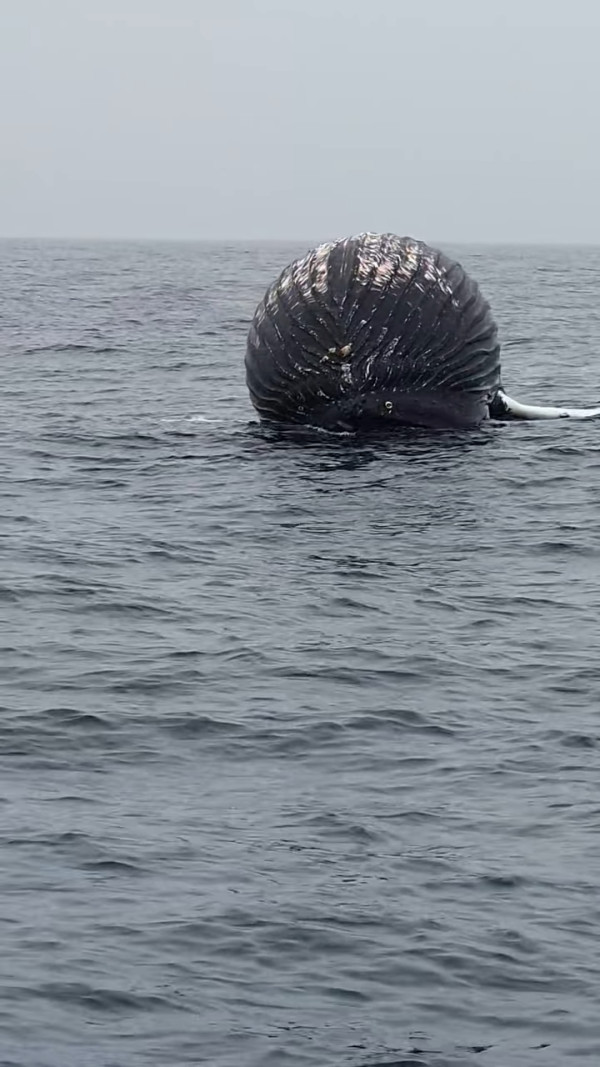 美國海岸驚現詭異巨大圓形怪物！專家揭真身為極罕見生物！ 