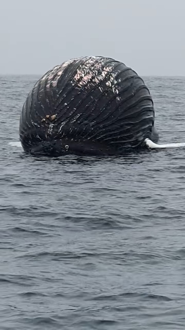 挪威海岸驚現離奇巨大圓形怪物！揭真身為生物警告要遠離！ 
