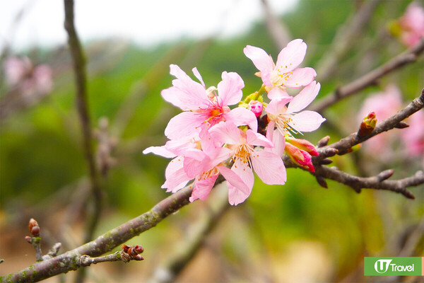 深圳仙湖植物園郊遊攻略 季節限定金黃落羽杉林打卡必去！兩時段免費入場 