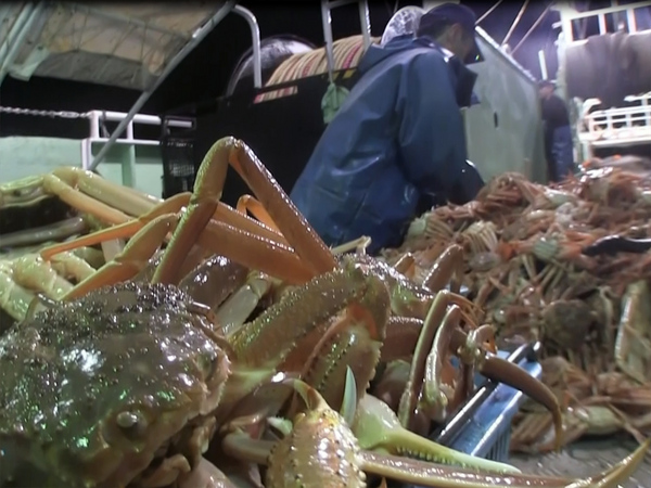絕世筍工｜日本25歲漁夫每月開工9日月入$13萬 專捕松葉蟹寒冬出海未算最難捱