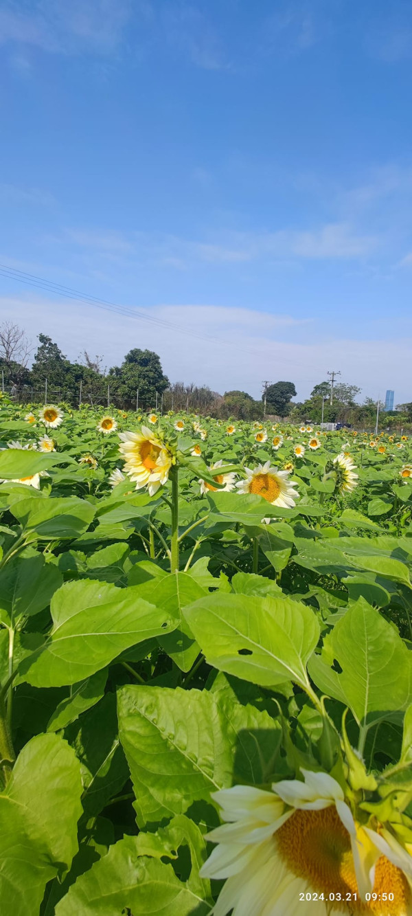 賞花好去處2024｜元朗信芯園太陽花盛開！3大品種花海 獨有香檳色太陽花(花期/交通方法/入場費一覽)