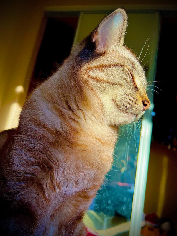 美國圖書館推出「貓貓月」交出貓咪萌照罰款即可一筆勾銷！ 