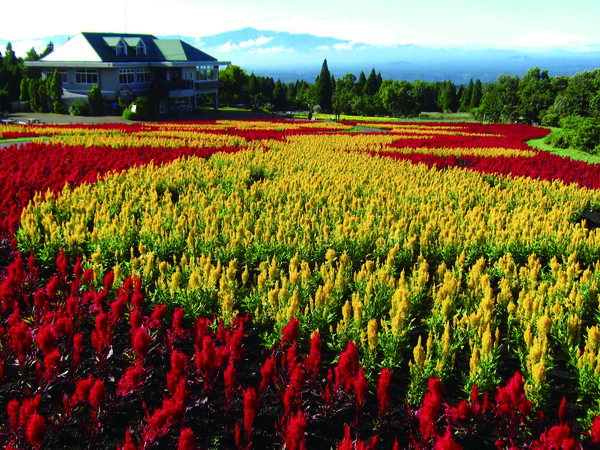 九州22萬m²壯觀花海秘密花園！一年四季500種花 薰衣草雪糕 
