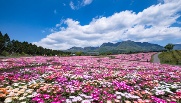九州22萬m²壯觀花海秘密花園！一年四季500種花 薰衣草雪糕 