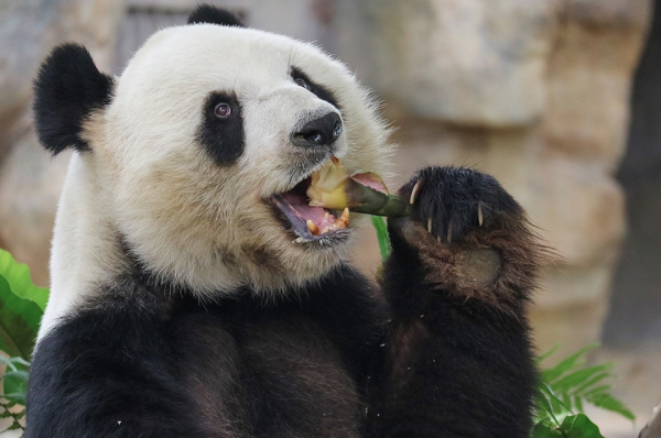 海洋公園大熊貓館暫閉4日重開 盈盈樂樂繁殖季「造熊」