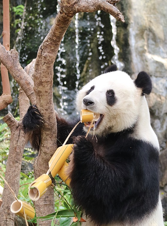 海洋公園大熊貓館暫閉4日重開 盈盈樂樂繁殖季「造熊」
