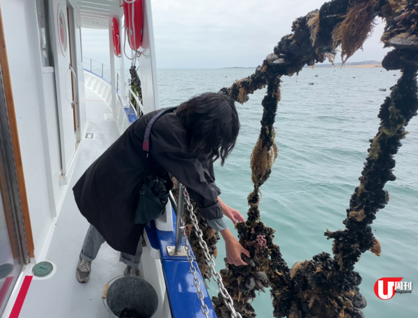 【墨爾本近郊】全年都吃到!記者實試即捕即食青口團 | 超鮮味青口刺身、帶子生蠔配酒任飲(有片)