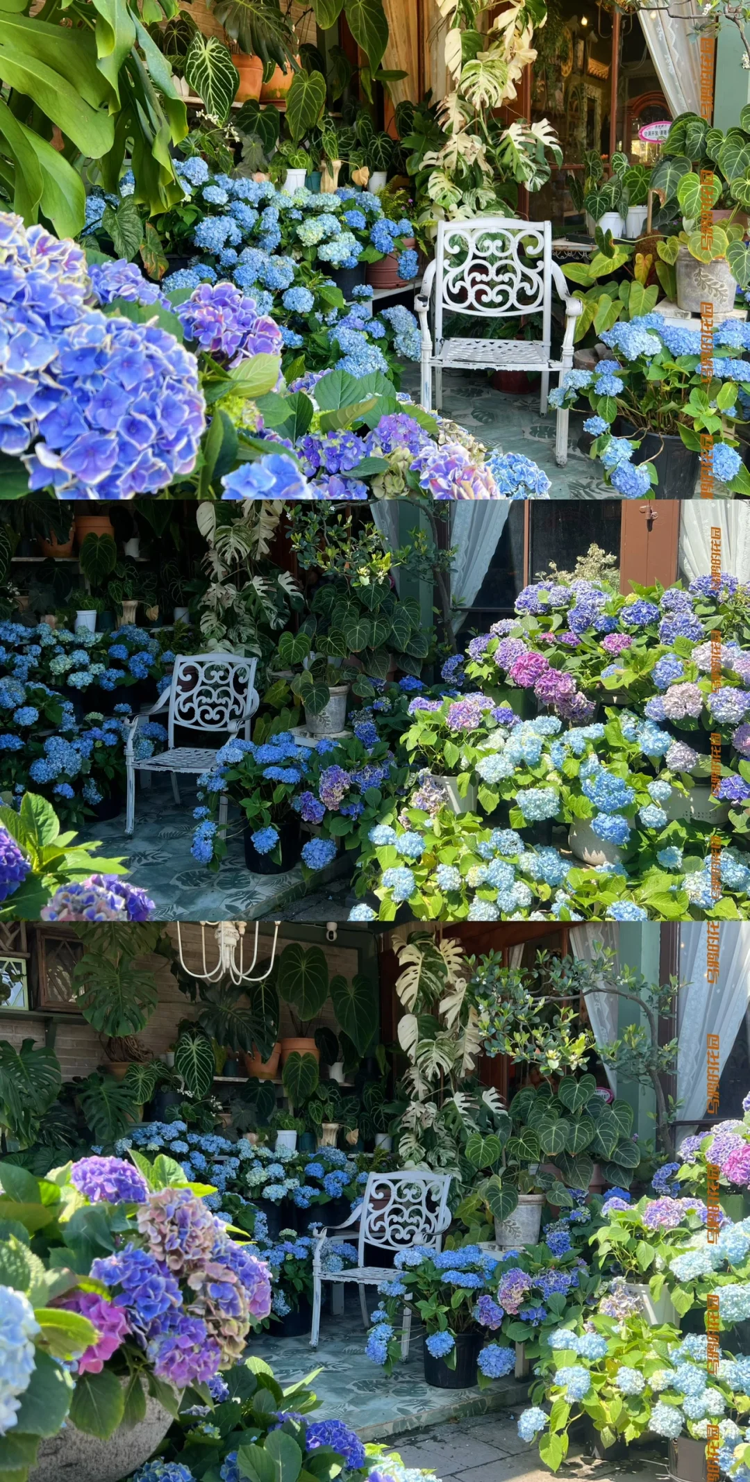 深圳3間繡球花主題Cafe推薦!夢幻田園風花海打卡!