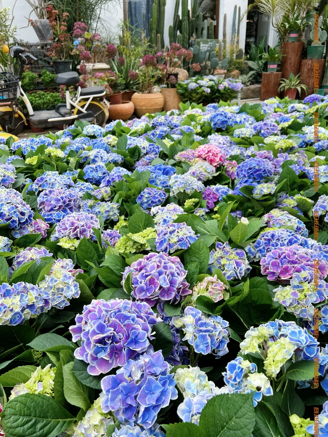 深圳3間繡球花主題Cafe推薦!夢幻田園風花海打卡!