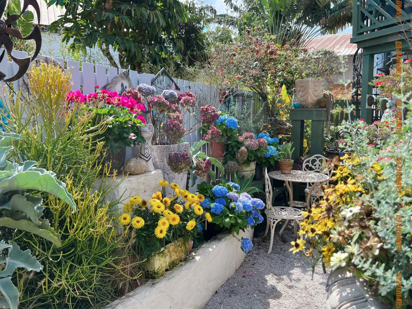 深圳3間繡球花主題Cafe推薦!夢幻田園風花海打卡!