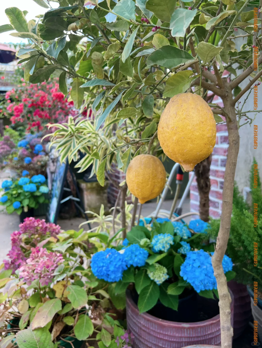 深圳3間繡球花主題Cafe推薦!夢幻田園風花海打卡!