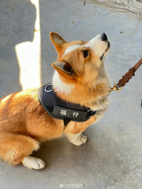 可愛警犬｜全國首隻哥基「入伍」做警犬 為食、短腳仔竟然有優勢