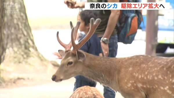 日本擬擴大撲殺奈良鹿範圍 緩衝區鹿隻數量激增造成2大威脅 