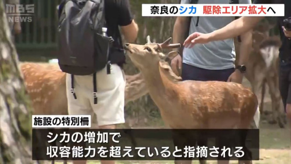 日本擬擴大撲殺奈良鹿範圍 緩衝區鹿隻數量激增造成2大威脅 
