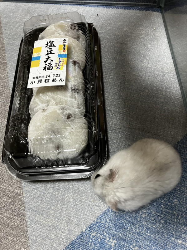 倉鼠誤會紅豆大福係同伴 一可愛舉動勇救朋友！ 