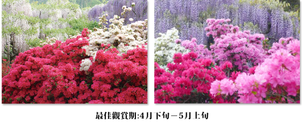 東京近郊足利花卉公園大藤節 超夢幻4色紫藤花｜最佳觀賞期｜購票連結 