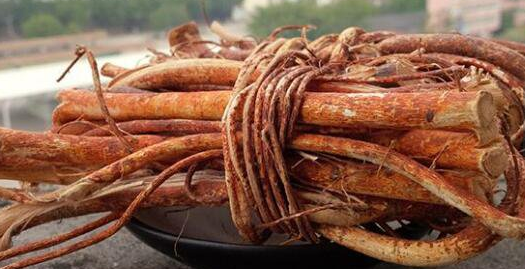 五指毛桃性平，歸脾、肺、肝經，有健脾補肺、去濕行氣的功效，更有「廣東人參」之稱。