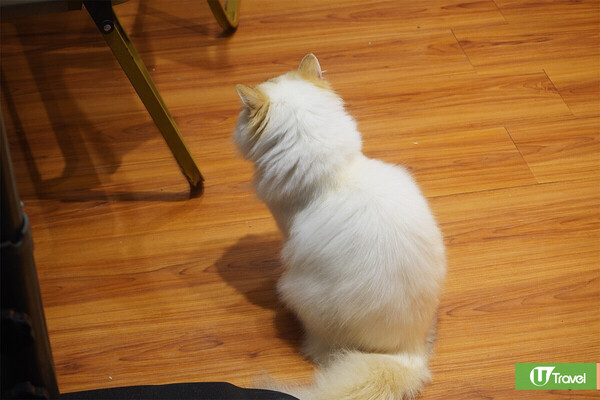 深圳好去處|深圳東門町歡樂城5層室內遊樂場 刺激卡丁車/越野車/寵物Cafe