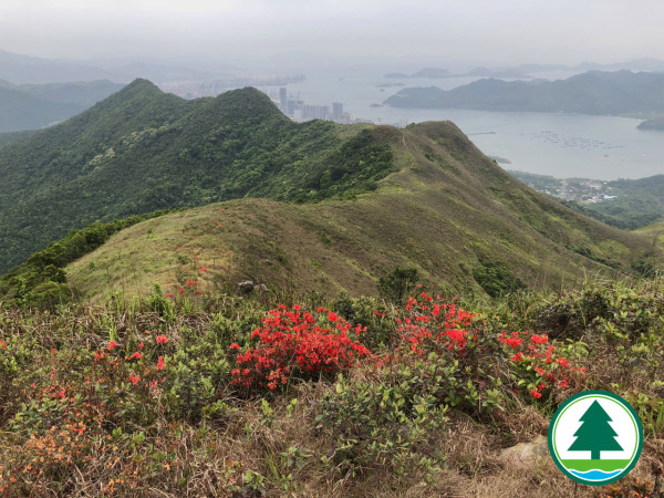 行山好去處｜最新紅花嶺郊野公園郊遊徑 沿途經蝙蝠洞/二級歷史建築（附行山路線）