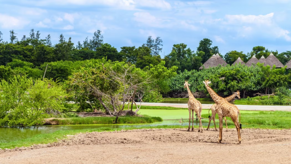 塞福瑞野生動物園（Safari World）是亞洲最大的野生動物園。（圖片來源：Safari World）