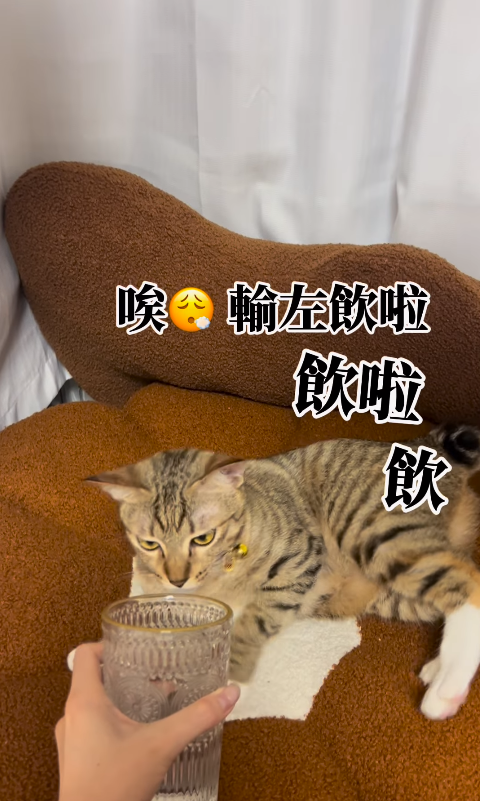 人貓猜牧!貓咪因一原因輸清光