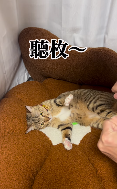 人貓猜牧!貓咪因一原因輸清光