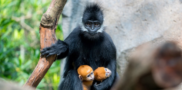 長隆野生動物世界2日1夜攻略！4大必玩園區/近距離自駕/套票優惠/交通 