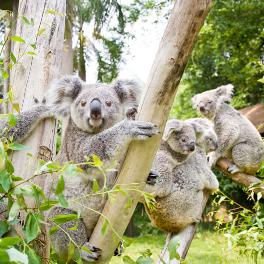 廣州長隆酒店限時優惠 13起入住家庭特色房包3園區門票/聖誕不加價 
