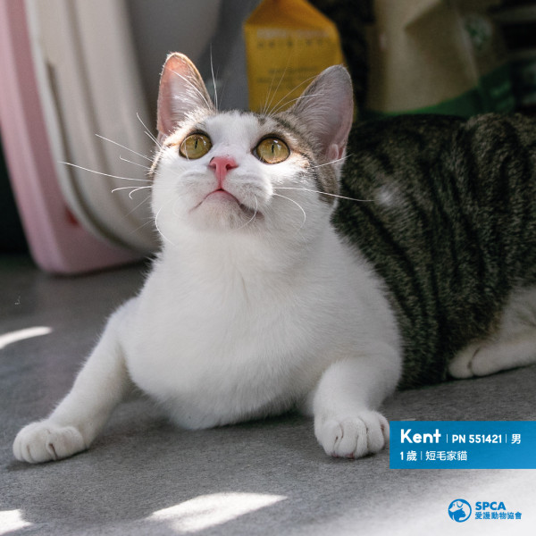 愛護動物協會緊急呼籲 大量貓貓需要領養或暫養家庭