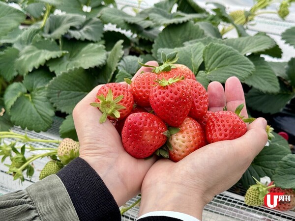 【短線特搜】食之王國 鳥取美食10選 平食蟹拉麵+任吃士多啤梨+極罕和牛+日本一牛奶雪糕+爆丼蟹飯+進化版布甸+60CM熱狗+自種蕎麥麵+朱古力DIY+天婦羅OMAKASE 