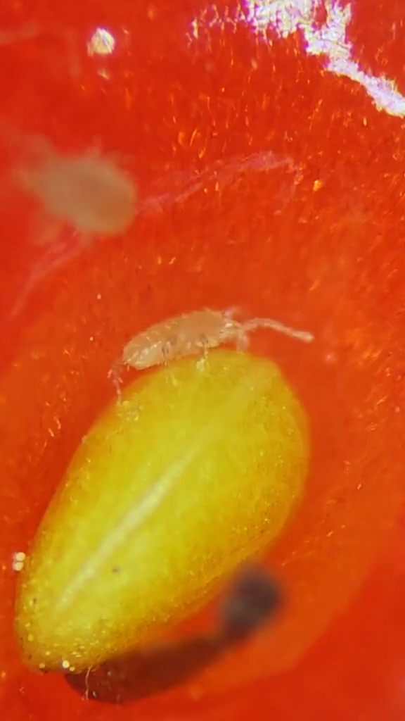 士多啤梨在顯微鏡下，表皮滿是細小的蟲蟲，沿著藏籽的凹位爬行。（影片截圖）