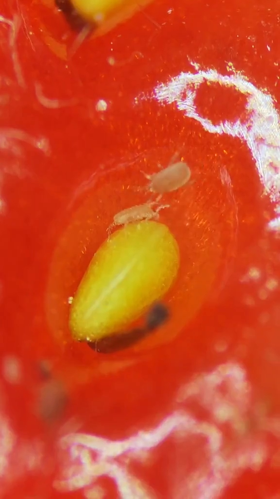 士多啤梨在顯微鏡下，表皮滿是細小的蟲蟲，沿著藏籽的凹位爬行。（影片截圖）