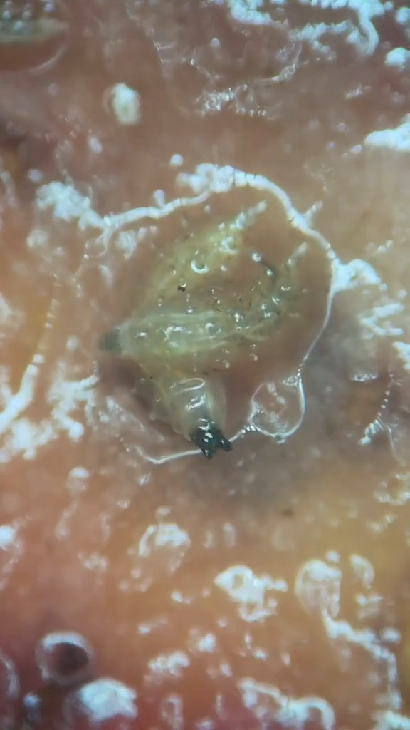 不過把士多啤梨切片再放到顯微鏡下檢查，駭然發現有白色的蟲在果肉中蠕動。（影片截圖）