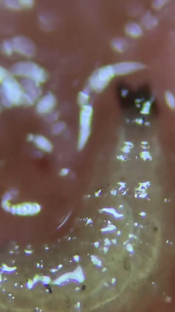 不過把士多啤梨切片再放到顯微鏡下檢查，駭然發現有白色的蟲在果肉中蠕動。（影片截圖）
