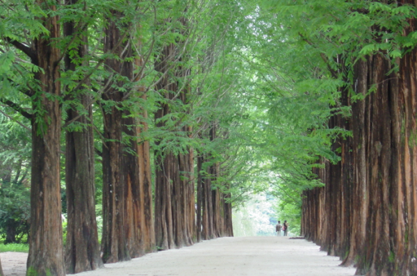 南怡島(圖片來源:韓國觀光公社) 南怡島(圖片來源:韓國觀光公社)