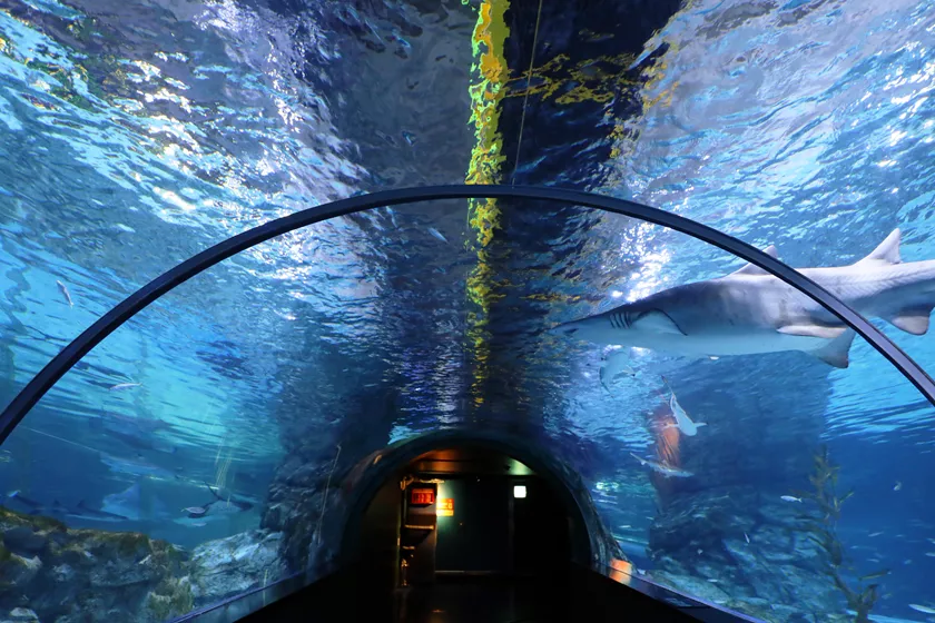 COEX水族館（圖片來源︰coexaqua）