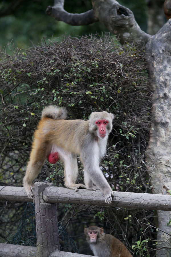有市民疑被猴子襲擊並染上疾病 漁護署籲：切勿接觸猴子！