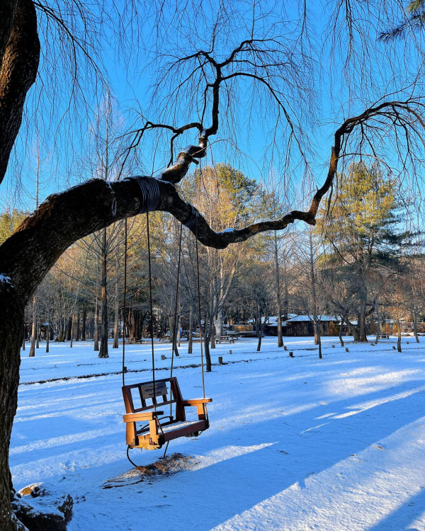 南怡島（圖片來源：Facebook@남이섬 - Nami Island） 