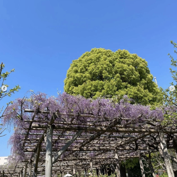 亀戸天神社紫藤盛開的美麗景色。（圖片來源：IG@kameidotenjinsha_official）