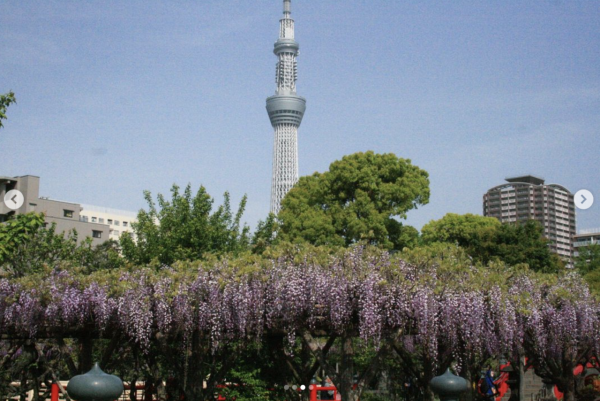 亀戸天神社紫藤盛開的美麗景色。（圖片來源：IG@kameidotenjinsha_official）
