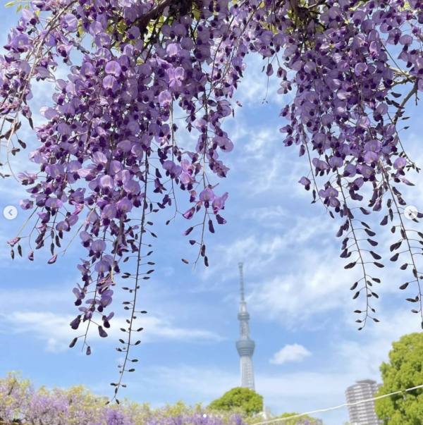 亀戸天神社紫藤盛開的美麗景色。（圖片來源：IG@kameidotenjinsha_official）