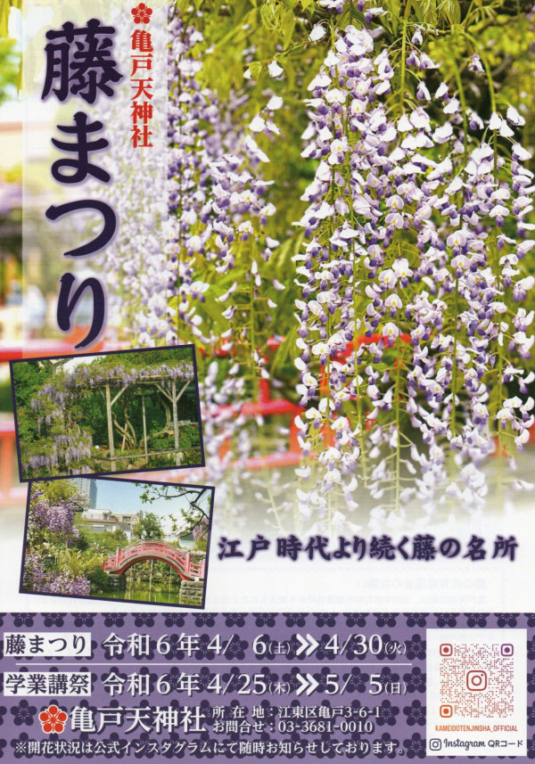 亀戸天神社紫藤節4月中下旬舉行。（圖片來源：IG@kameidotenjinsha_official）
