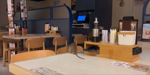 連鎖餐廳驚現巨型大老鼠 坐飯枱梳洗身體 網民笑：似「貓扮老鼠」