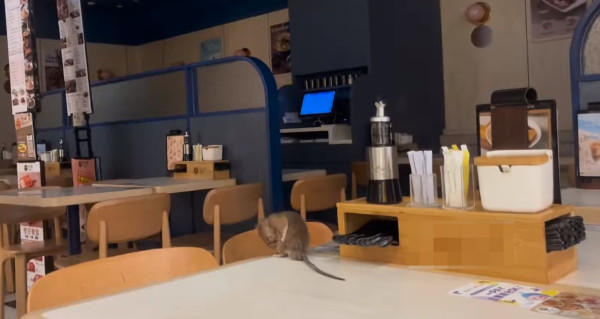 連鎖餐廳驚現巨型大老鼠 坐飯枱梳洗身體 網民笑：似「貓扮老鼠」